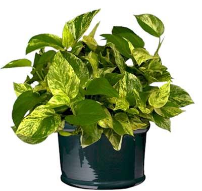 Una pianta di Pothos