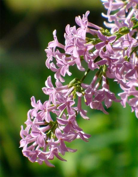 Syringa persica laciniata