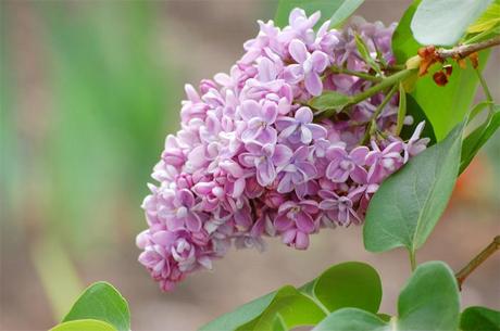 Syringa vulgaris