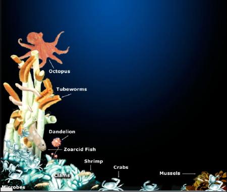 Tipico habitat presente in una sorgente idrotermale (granchi, gamberetti, cozze, vongole, microbi, vermotubi)