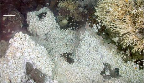 Una densa massa di granchi Kiwa circonda un hydrothermal vent (Barra= 10cm)