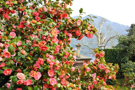 I fiori del Lago di Como: colori, profumi e tanta meraviglia - foto di Elisa Chisana Hoshi