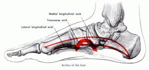 Medial-Longitudinal-Arch