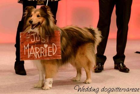 http://instagram.com/weddingdogsittervarese