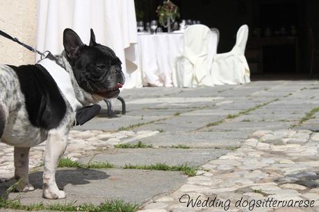 http://instagram.com/weddingdogsittervarese