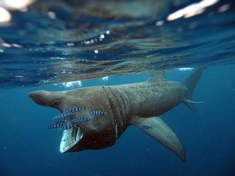 Raro esemplare di squalo elefante pescato in sardegna