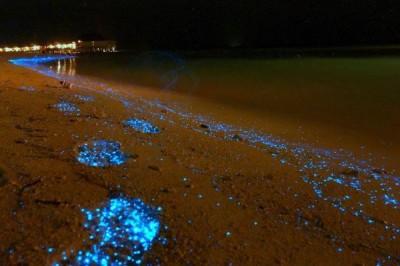 MALDIVE – La spiaggia che si illumina come un cielo stellato+Foto