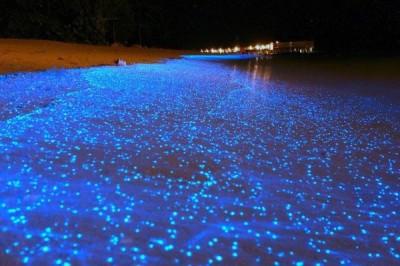 MALDIVE – La spiaggia che si illumina come un cielo stellato+Foto