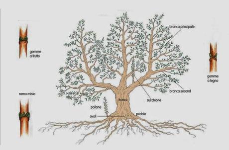 Olivo alcune illustrazioni