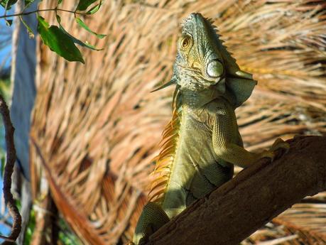 San Andrés: fra pirati e iguane