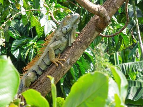 San Andrés: fra pirati e iguane