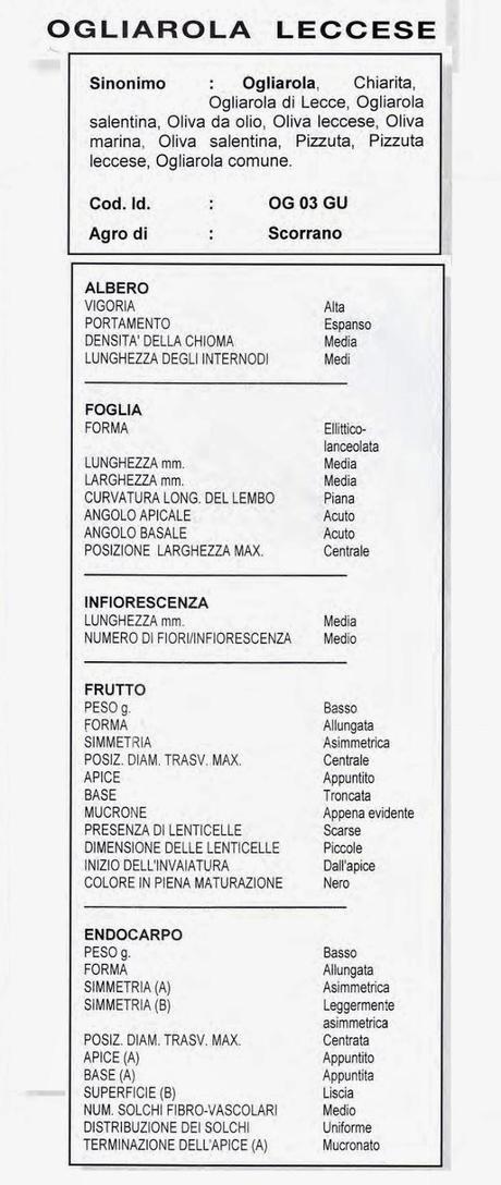 Cultivar di Olivo della Provincia di Lecce “Ogliarola leccese”,“Pizzuta leccese“, “Ogliarola salentina“, “Chiarita“.