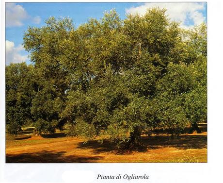 Cultivar di Olivo della Provincia di Lecce “Ogliarola leccese”,“Pizzuta leccese“, “Ogliarola salentina“, “Chiarita“.