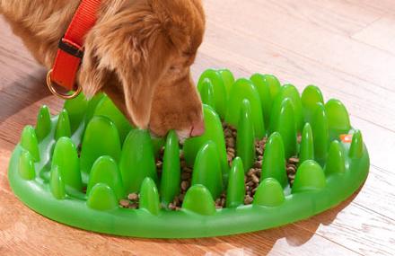 Cibo o prato verde? Così il cane impara a mangiare lentamente!