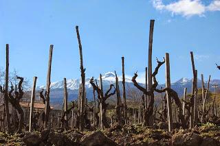 “Creare” la propria identità. Winetour&tasting a Tenuta di Fessina