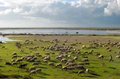 Sheeps - Sheferd Glikoneri, Vistonida Lake, Rhodope Prefecture, Thrace, Greece. Chi non fa quello che dico io è irresponsabile e insolente (e a volte ripugnante).
