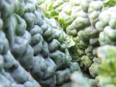 cavolo-nero-06 Brassica oleracea var. acephala, il Cavolo nero toscano