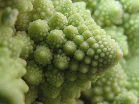 cavolo-romano-06 Brassica oleracea var. italica, il Cavolo romano