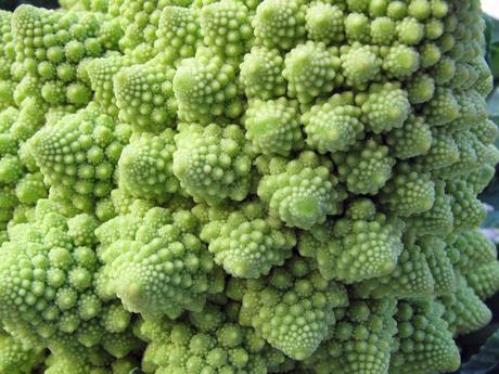 cavolo-romano-02 Brassica oleracea var. italica, il Cavolo romano