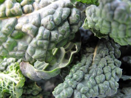 cavolo-nero-03 Brassica oleracea var. acephala, il Cavolo nero toscano