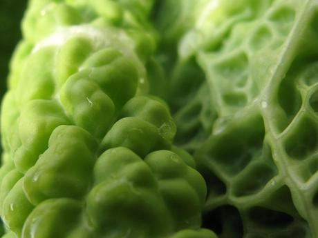 cavolo-verza-06 Brassica oleracea var. sabauda, il Cavolo verza