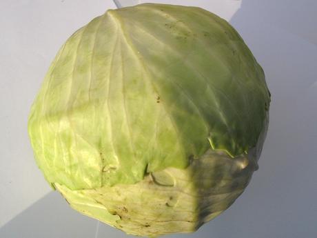 cavolo-cappuccio-01 Brassica oleracea var. capitata, il Cavolo cappuccio