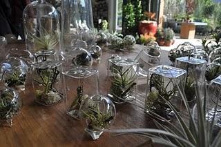 Tillandsia e vetri Tillandsia e vetri