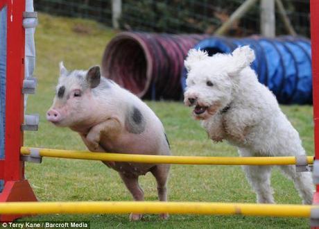 In synch: Louie the pig jumps a fence with a fellow display team member. He performs at agricultural shows around the country