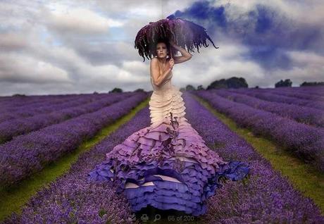 wonderland wonderland