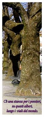 gli alberi dei viali gli alberi dei viali