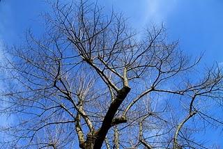 gli alberi dei viali gli alberi dei viali