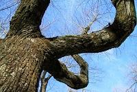 gli alberi dei viali gli alberi dei viali