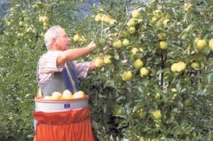 raccolta mele agricoltura frutta