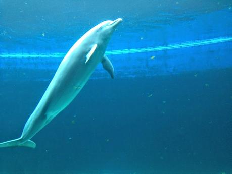 Ritornare bambini…. un tuffo all'Acquario di Genova