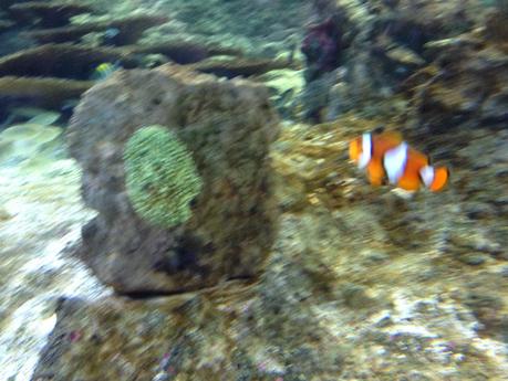 Ritornare bambini…. un tuffo all'Acquario di Genova