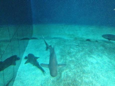 Ritornare bambini…. un tuffo all'Acquario di Genova