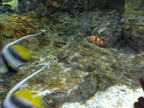 Ritornare bambini…. un tuffo all'Acquario di Genova