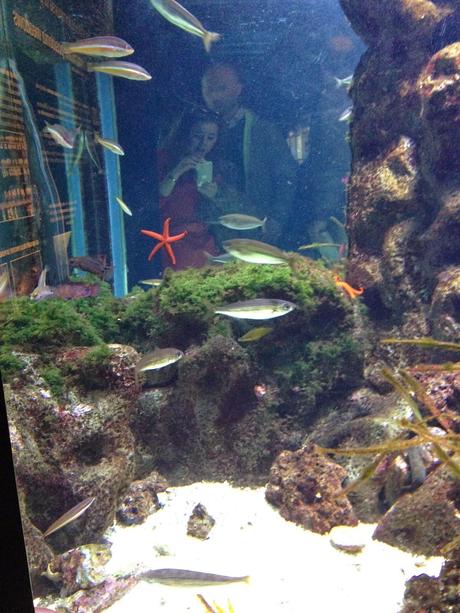 Ritornare bambini…. un tuffo all'Acquario di Genova