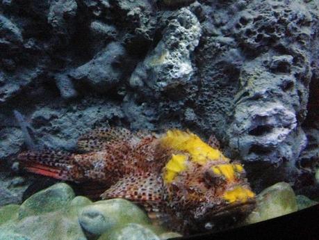 Ritornare bambini…. un tuffo all'Acquario di Genova