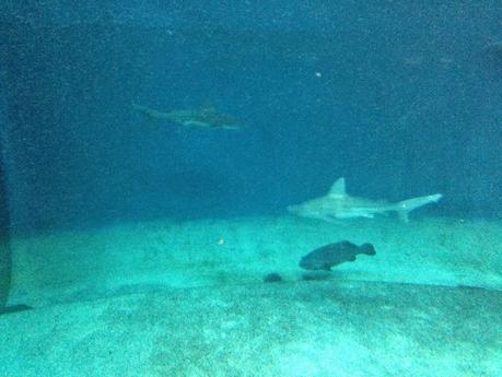 Ritornare bambini…. un tuffo all'Acquario di Genova