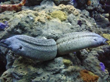 Ritornare bambini…. un tuffo all'Acquario di Genova