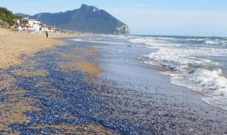 Meduse blu spiaggiate a Sabaudia nel Lazio
