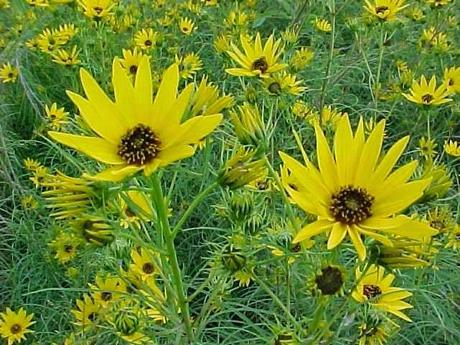 Piante perenni che fioriscono in autunno e inverno Piante perenni che fioriscono in autunno e inverno