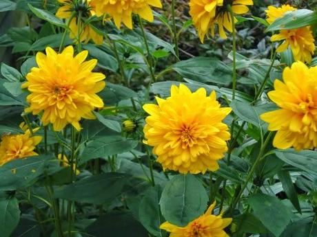 Piante perenni che fioriscono in autunno e inverno Piante perenni che fioriscono in autunno e inverno