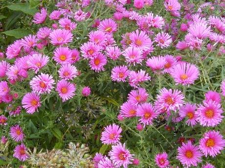 Piante perenni che fioriscono in autunno e inverno Piante perenni che fioriscono in autunno e inverno