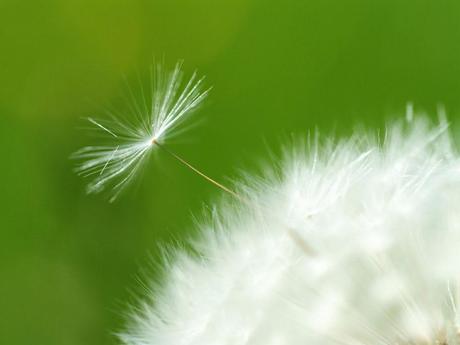 Dandelion Pictures, Images and Photos