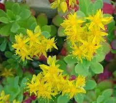 http://it.wikipedia.org/wiki/Rhodiola_rosea