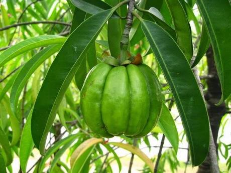 La Garcinia Cambogia, il piccolo frutto brucia grassi