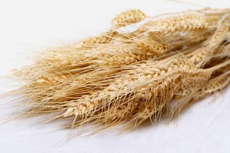 Il germe di grano, utile per perdere peso.