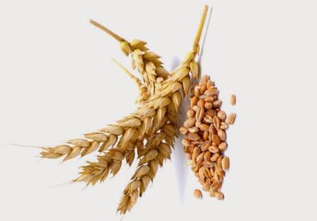 Il germe di grano, utile per perdere peso.